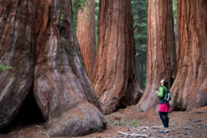 Mariposa Grove Day Hike